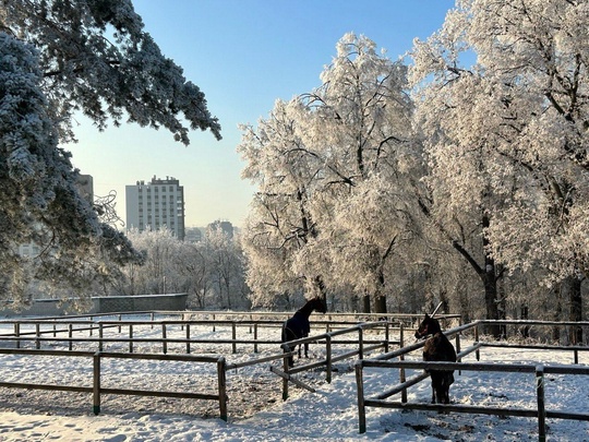 Одни из главных соревнований зимнего сезона по конному спорту..