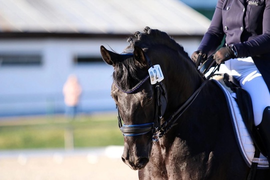 Нижегородские спортсмены поплняют ряды сборной страны! 🏇
Семь..
